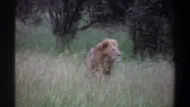 Lagos Nigeria (1969): Adult Orange Brown Lion Is Looking Out Into The Distance In
