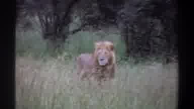Lagos Nigeria (1969): A Male Large Cat Lion Walking In Its Normal Habitat Through