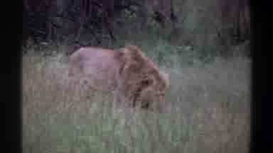 Lagos Nigeria (1969): Lion Roaming Alone Outdoor In The Long Grass During Daytime