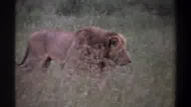 Lagos Nigeria (1969): A Day In The Life Of A Lion