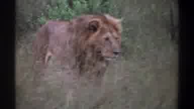 Lagos Nigeria (1969): Male Lion With Light Mane In The Bush Walking Towards Camera