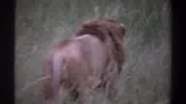 Lagos Nigeria (1969): Lion Roaming Through Tall Grass In Large Field Hunting For