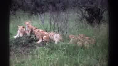 Lagos Nigeria (1969): Pride Of Lion Cubs Resting In Grass On A Clear Day