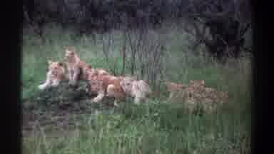 Lagos Nigeria (1969): Lion Family Waiting For Their Hunt