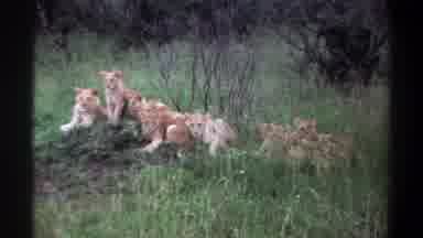 Lagos Nigeria (1969): Majestic King Of The Jungle Approaches Large Crowd Of