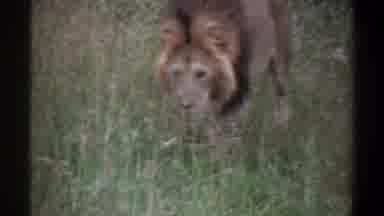 Lagos Nigeria (1969): Strong Orange Brown Lion Is Freely Walking Thru Tall Grass