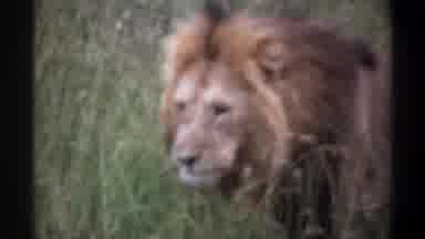 Lagos Nigeria (1969): Lion Walking Around Outside Near Other Lions And Passing By