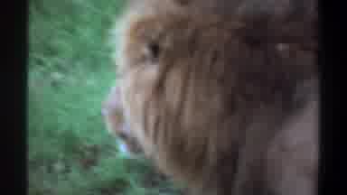 Lagos Nigeria (1969): The Lion In The Forest In The Walk