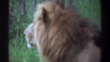 Lagos Nigeria (1969): Lion Cubs Sniff Butt Fur Grass Family Wildlife Africa Nature