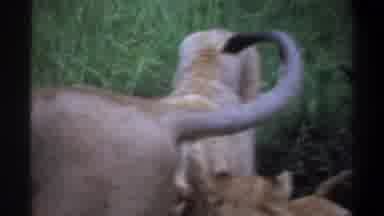 Lagos Nigeria (1969): View Of Lion Pride On Grass On A Clear Day