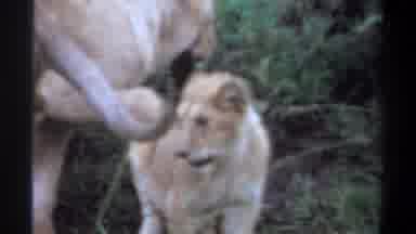 Lagos Nigeria (1969): Some Lion Cubs Playing With Each Other With Their Family In