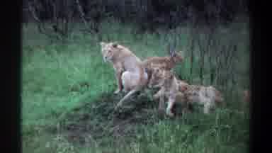 Lagos Nigeria (1969): Female Lions Laying And Basking In A Field Of Grass