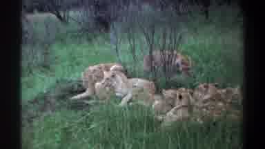 Lagos Nigeria (1969): A Whole Crowd Of Lions Mostly Females Laying Together In The