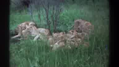 Lagos Nigeria (1969): Retro Clip Of A Pride Of Lions Laying In The Grass By Some