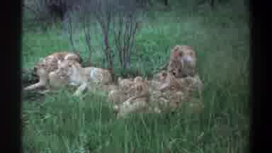 Lagos Nigeria (1969): A Lioness Checks On Her Cubs