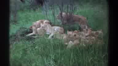 Lagos Nigeria (1969): Adult Lion Slowly Approaches Group Of Lion Cubs Laying Down