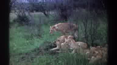 Lagos Nigeria (1969): Family Of Lions Huddled Together Near A Bush With Cubs
