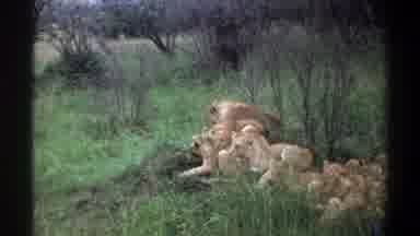 Lagos Nigeria (1969): A Group Of Large Lions Sitting In The Grass Next To Dead