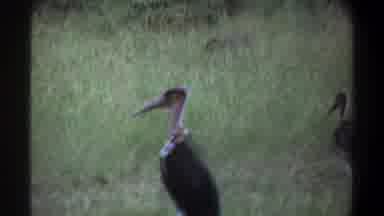 Lagos Nigeria (1969): Long Beaked Birds With Black Feathers Standing In A Field