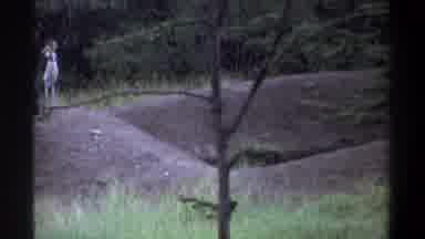 Lagos Nigeria (1969): A Group Of Peacocks Standing Surrounded By Nature And Trees