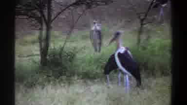 Lagos Nigeria (1969): Large White And Black Birds Spotted In The Forest Eating