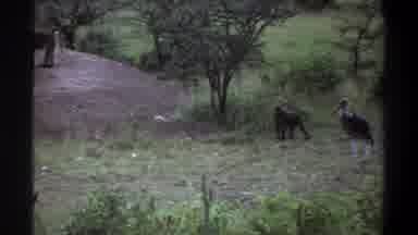 Lagos Nigeria (1969): Wild Monkeys Running Around While Birds Watch