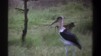 Lagos Nigeria (1969): Some Type Of Monkeys And Birds With Big Bills Strolling