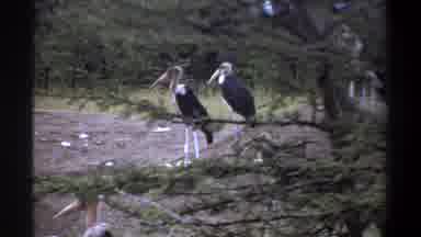 Lagos Nigeria-1969: Flock Of Black White Red Headed Vultures And Baboons On Dirt Hill