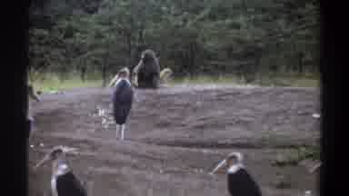 Lagos Nigeria (1969): A Monkey Is Sitting With Several Birds While Another Animal