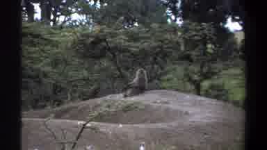 Lagos Nigeria-1969: Looking Monkey And Some Birds Resting In The Sun Some Trees