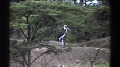 Lagos Nigeria (1969): Some Sort Of Bird And Something Being Thrown In The Woods
