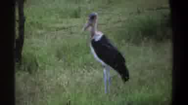 Lagos Nigeria (1969): A Bird Standing In A Field Looking Around And Resting In The