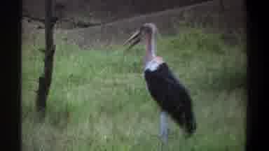 Lagos Nigeria (1969): Swan Peacefully Lurking Through Terrain