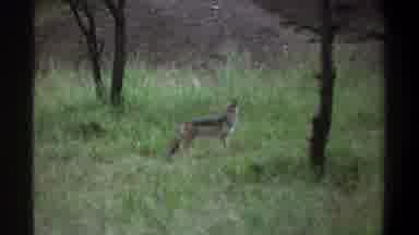 Lagos Nigeria-1969: Encountering A Wild Jackal On Our Hike Through The Woods