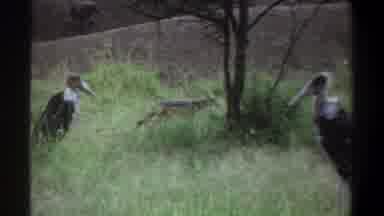 Lagos Nigeria-1969: Hyena Roaming In The African Savannah With Other Wildlife
