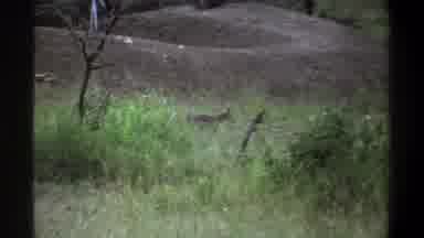Lagos Nigeria-1969: Coyote Scurrying Across Grasslands Near Buzzard And Dirt