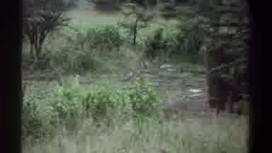 Lagos Nigeria-1969: Hyena Walking Through Grass and Waterbucks Grazing in Savanna