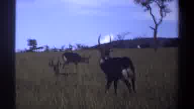 Lagos Nigeria (1969): A Group Of Antelopes Is Seen Gracefully Relaxing On A