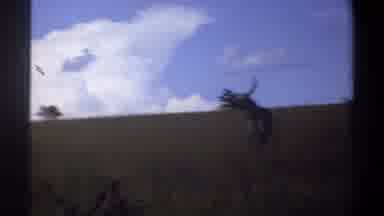 Lagos Nigeria (1969): Horned Animals Graze On A Hilly Grassland With A Few Trees