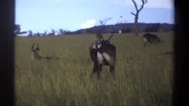 Lagos Nigeria (1969): Couple Of Deers Spotted In Forest Long Green Grass Sunny