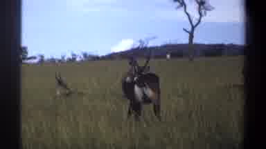 Lagos Nigeria (1969): The Deer Is Searching Food In The Forest