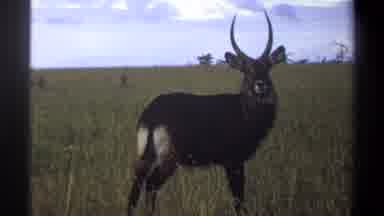 Lagos Nigeria (1969): A Deer Is On The Garden And It Is Looking So Beautiful