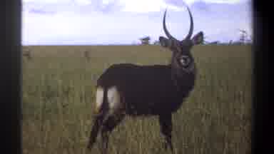Lagos Nigeria (1969): Three Gazelles Watching The Camera While Roaming The African