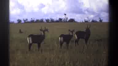 Lagos Nigeria (1969): Three Deers On The Grassland With Trees At Further