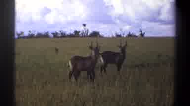 Lagos Nigeria (1969): How To Stay Alive In Wildlife