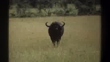 Lagos Nigeria-1969: African Buffalo Standing in Savanna