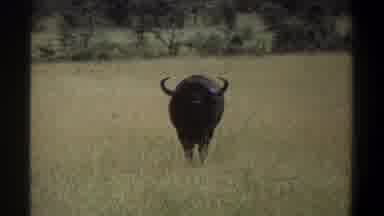 Lagos Nigeria (1969): A Water Buffalo Stands In Tall Grass As Deer Lay Down