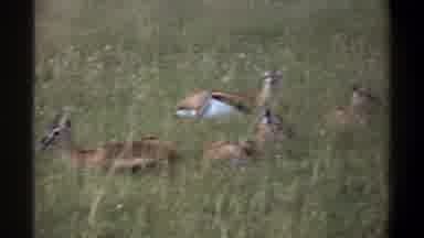 Lagos Nigeria-1969: Antelope Resting In Savanna Grass
