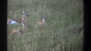 Lagos Nigeria-1969: A Group Of Gazelles Sitting On The Grass