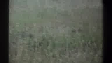 Lagos Nigeria (1969): The Group Of Deers Were Roaming In The Forest And Searching